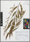 Foto von Salix alba subsp. vitellina (L.) Arcang. x Salix babylonica L.